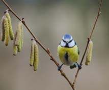 Blue Tit in the hazel bush