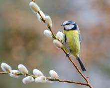 Blue Tit in flowering willow