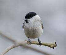 Marsh Tit