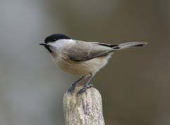 Marsh Tit