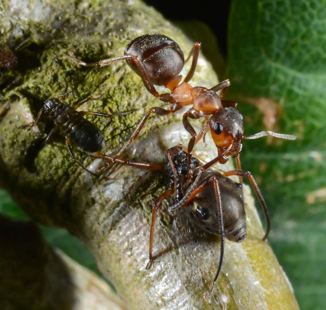 Formica rufa and Lachnus roboris Variegated Oak Aphid and Red Wood Ant