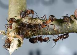Variegated Oak Aphids and Red Wood Ants