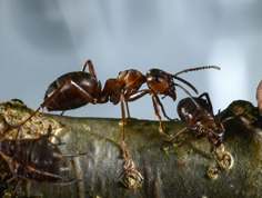 Variegated Oak Aphids and Red Wood Ants