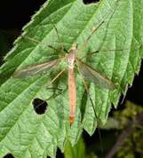 Stankelben