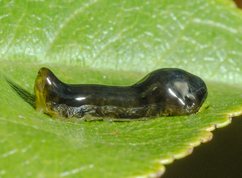 Pear Slug Sawfly
