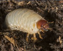 European Rhinoceros Beetle larvae