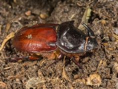 European Rhinoceros Beetle