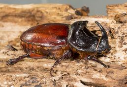 European Rhinoceros Beetle