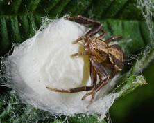 Common Crab Spiders with eegs