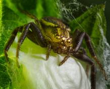 Common Crab Spiders with eegs