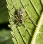 Common sac-spider male