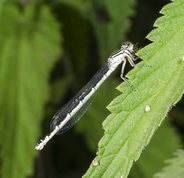 Common Blue Damselfly female