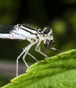 Common Blue Damselfly female