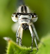 Common Blue Damselfly with prey