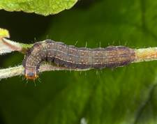 Larve fundet på æbletræ 23-05-14