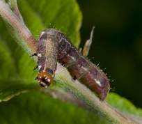 Larve fundet på æbletræ 23-05-14