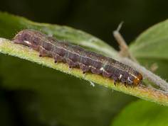 Larve fundet på æbletræ 23-05-14