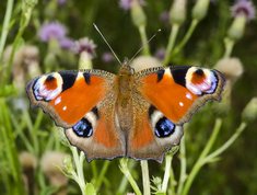 Inachis io - European Peacock 
