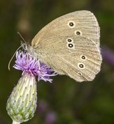 Ringlet butterfly