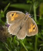 Meadow Brown