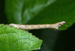 Målerlarve forklædt som pind