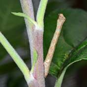 Målerlarve, larve ligner pind