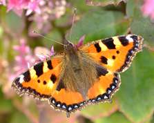Aglais urticae - Small Tortoiseshell