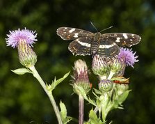 Map butterfly 2. generation