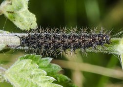 Map butterfly larvae