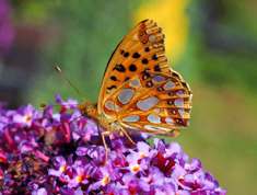 Issoria lathonia - Queen of Spain Fritillary