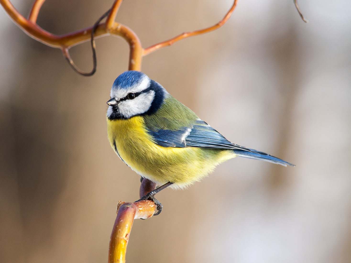 Dompap Fotos Af Fugle Fra Danmark