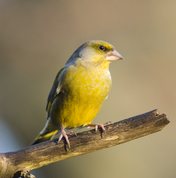 Greenfinch in evening sun