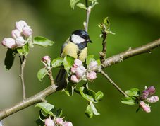 Musvit i blomstrende æbletræ