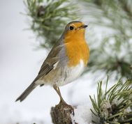 Rødhals i januar