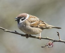 Skovspurv synger i blomstrende elmetræ