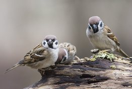 Skovspurve februar 2015