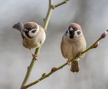 Skovspurve februar 2015