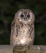 Natugleunge