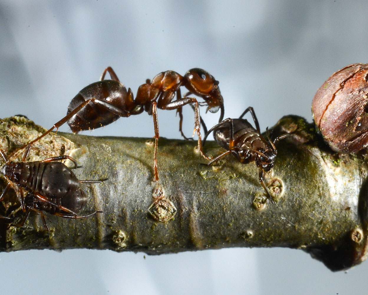 Formica rufa and Lachnus roboris Variegated Oak Aphid and Red Wood Ant