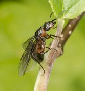 Rød skovmyre med vinger på hæg