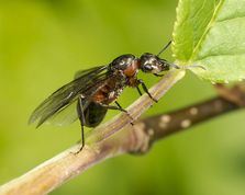 Rød skovmyre med vinger på hæg