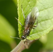 Rød skovmyre med vinger på hæg