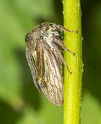 Horncikade - Centrotus cornutus