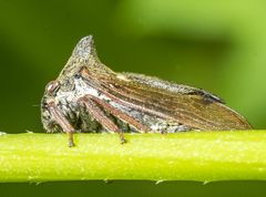 Horncikade - Centrotus cornutus