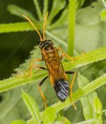 Bladhveps tenthredo campestris
