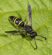 Gedehams - Odynerus spinipes