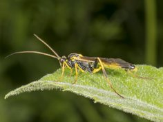Snyltehveps - amblyteles armatorius