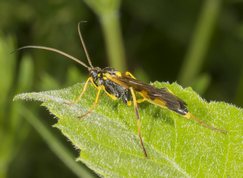 Snyltehveps - amblyteles armatorius