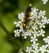 Snyltehveps - amblyteles armatorius