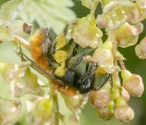 Rødpelset jordbi samler pollen i ribsblomster